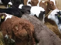 公牛, Limousin cow — 照片 5