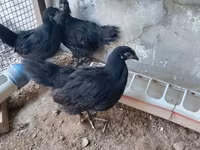 ऑस्ट्रेलॉर्प — फ़ोटो 4