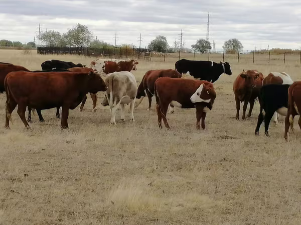 母牛, Swiss cattle