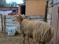 母羊, Sheep — 照片 3