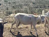 Коза, LaMancha goats — фото 6