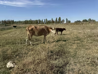 Sigir, Latvian Blue cattle — 3-rasm