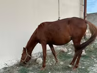 حصان, Karabakh horse — الصورة 5