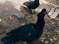 Ducks — الصورة 6
