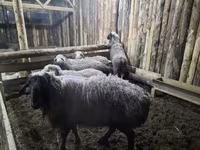 मेढ़ा, भेड़ — फ़ोटो 4