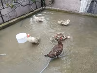 Turkeys — foto 6