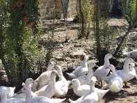 Ducks — Foto 1