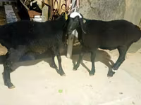 公羊, Sheep — 照片 3