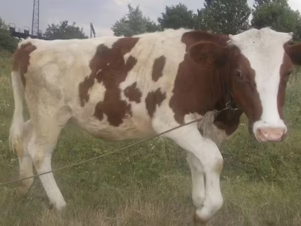 بقرة, Swiss cattle