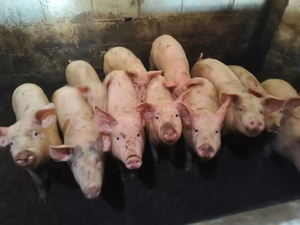 Cerdos (lote, sexo no especificado), Cerdos