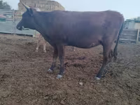 母牛, Kazakh White-headed cow — 照片 5