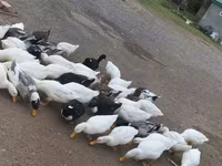 Ducks — फ़ोटो 2