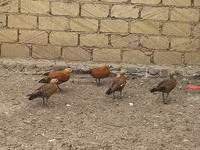 Guinea fowl — 1-rasm