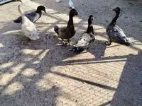 Hausente — Foto 5