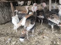 Turkeys — फ़ोटो 3