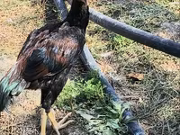 Chickens — फ़ोटो 2