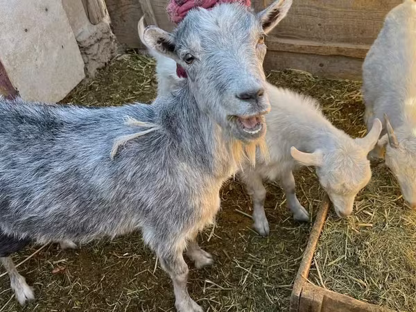 Ziege, Saanen goat