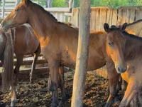 حصان, Horse breed — الصورة 4