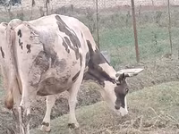 Kuh, Russian Black pied cattle — Foto 8