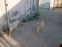 बकरा, बकरियाँ — फ़ोटो 6