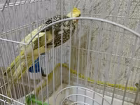Növ: Nimfa (Cockatiel) tutuquşusu Razilaşmayla Qefes quş bir yerde — foto 3