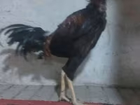 Chickens — 3-rasm