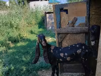 Ешкі, Kamori goats — 2-сурет
