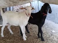 公山羊, Nubian Goat — 照片 6