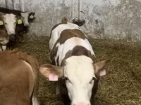 公牛, Simmental cattle — 照片 2