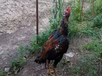 Chickens — الصورة 3
