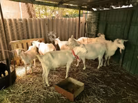 公山羊, Saanen goat — 照片 3