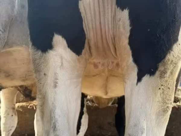 Kuh, Holstein-Rasse