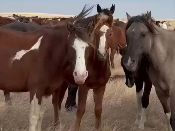 Mare, Horse breed