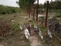 Turkeys — 2-сурет