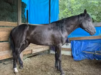 Aygʻir, French Trotter — 1-rasm