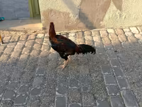 Chickens — Foto 4