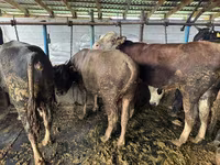 Bulle, Simmental cattle — Foto 7