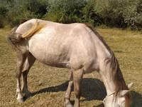 Кобила, Azerbaijan horse — фото 1
