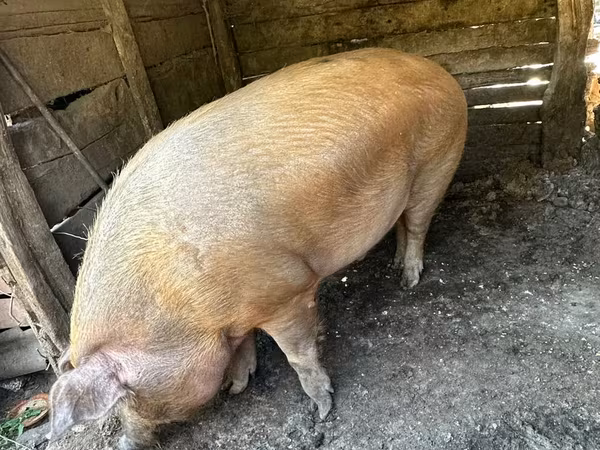 Urgʻochi choʻchqa, Choʻchqalar