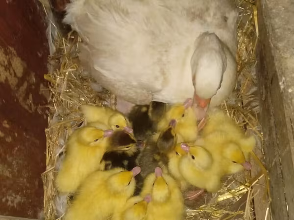 Ducks