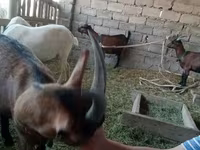 Ziege, Alpine goat — Foto 5