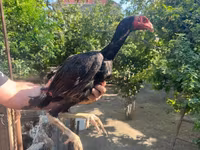 Chickens — 3-rasm