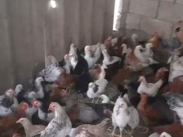 Chickens