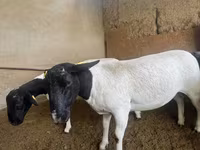Qoʻy, Dorper sheep — 2-rasm