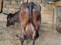 Kuh, Wilder Yak — Foto 4