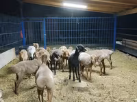 母羊, Katum sheep — 照片 1