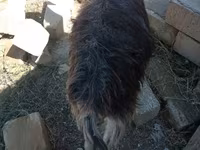 Cabra, Cabras — foto 1