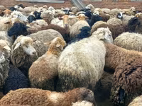 भेड़, Katum sheep — फ़ोटो 3