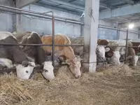 بقرة, Swiss cattle — الصورة 3