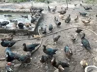 Ducks — Foto 6